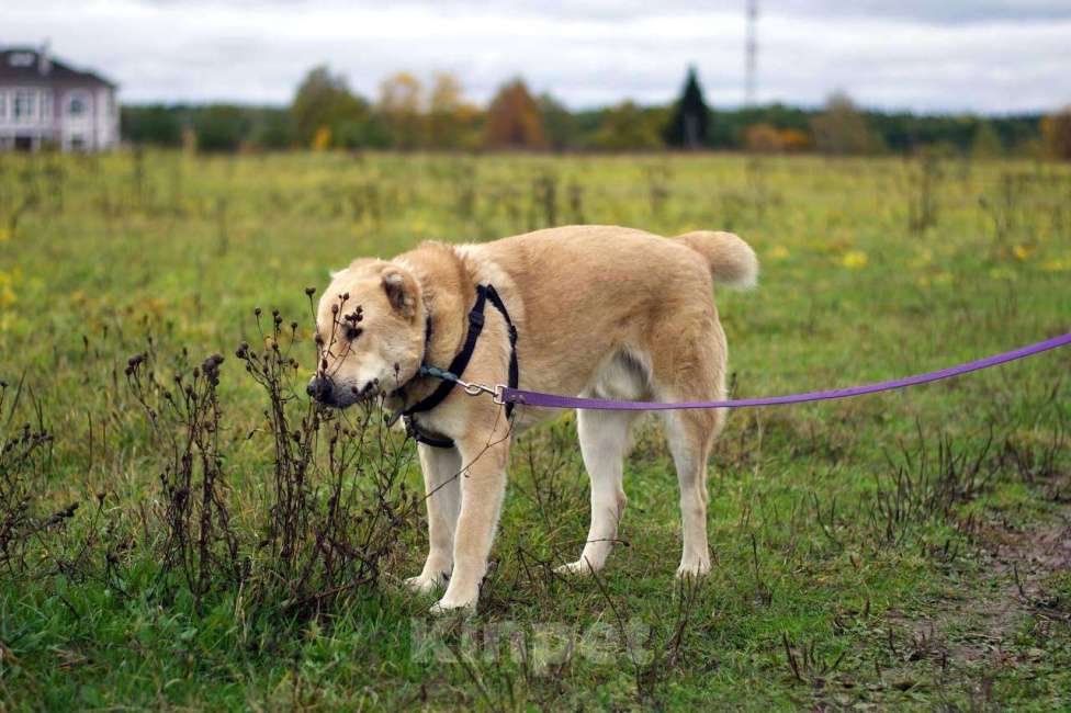 Собаки в Наро-Фоминске: Умка – наиумнейший  Мальчик, Бесплатно - фото 5