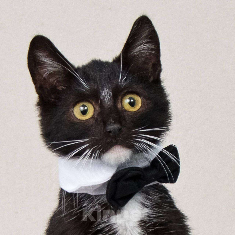 Кошки в Москве: Шустрый котенок Бантик хочет стать домашним Мальчик, Бесплатно - фото 2