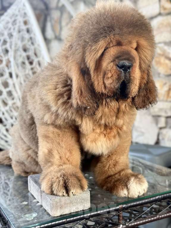 Собаки в Москве: Супер мощная девочка Девочка, 250 000 руб. - фото 3