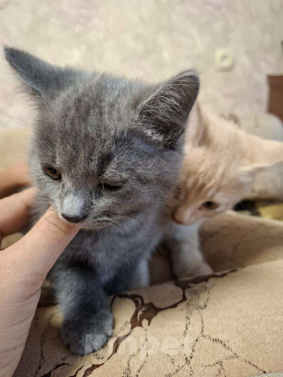 Кошки в Воронеже: Ласковые, игривые котята в добрые руки Девочка, Бесплатно - фото 5