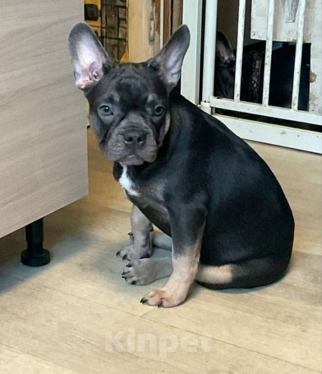 Собаки в Химках: Французский бульдог девочка Девочка, Бесплатно - фото 3