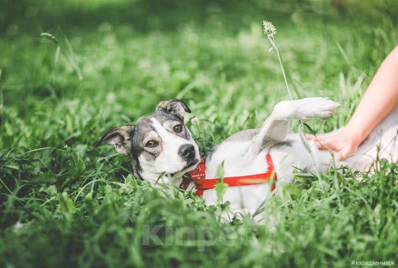 Собаки в Москве: Идеальная диванная собака Ева в приюте. Потеряла надежду найти дом Девочка, Бесплатно - фото 6