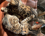 Кошки в Новосибирске: Бенгальские котята с документами  Девочка, 20 000 руб. - фото 1