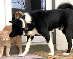 Собаки в Климовске: Лайка Малыш ищет дом Мальчик, 1 руб. - фото 4