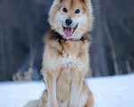 Собаки в Москве: Дружелюбный пёс в добрые руки Мальчик, Бесплатно - фото 6