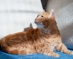 Кошки в Москве: Уникальный кот-тяжеловес рыжий Гарфилд в добрые руки Мальчик, Бесплатно - фото 2