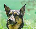 Собаки в Мытищах: Метис овчарки Джули ищет дом Девочка, Бесплатно - фото 9