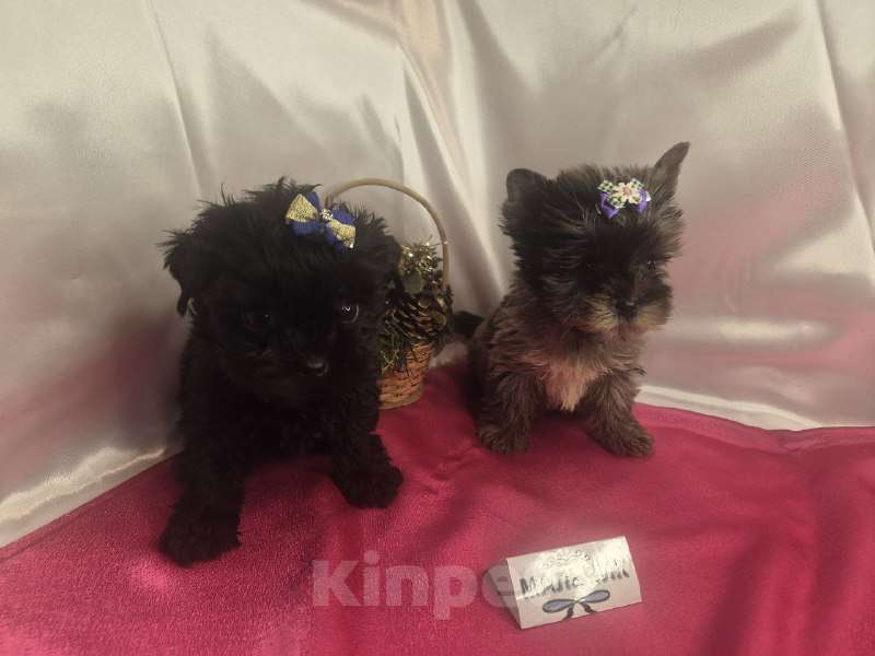 Собаки в Москве: Мальчишки редкого окраса - голубой мрамор и черный без подпала Мальчик, 35 000 руб. - фото 4