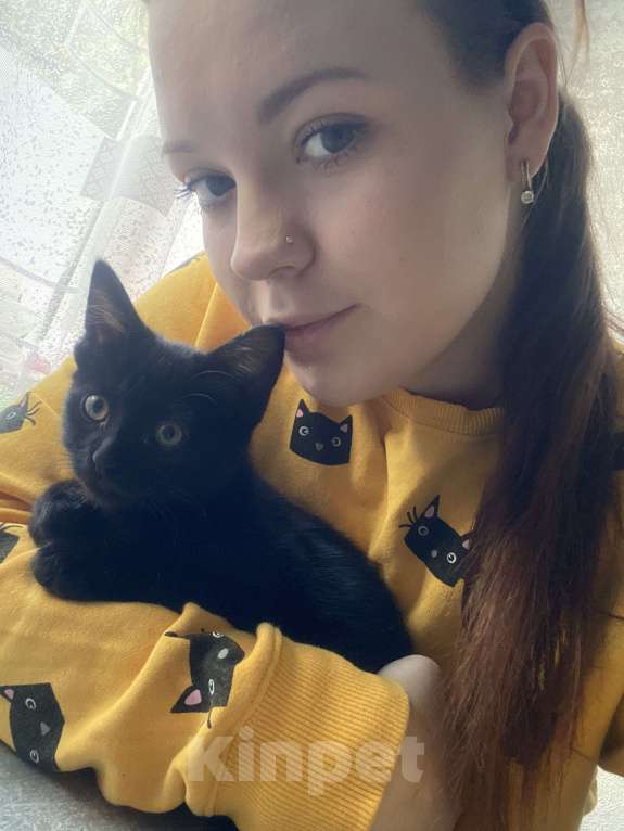 Кошки в Ростове-на-Дону: Котенок ,девочка Девочка, Бесплатно - фото 2