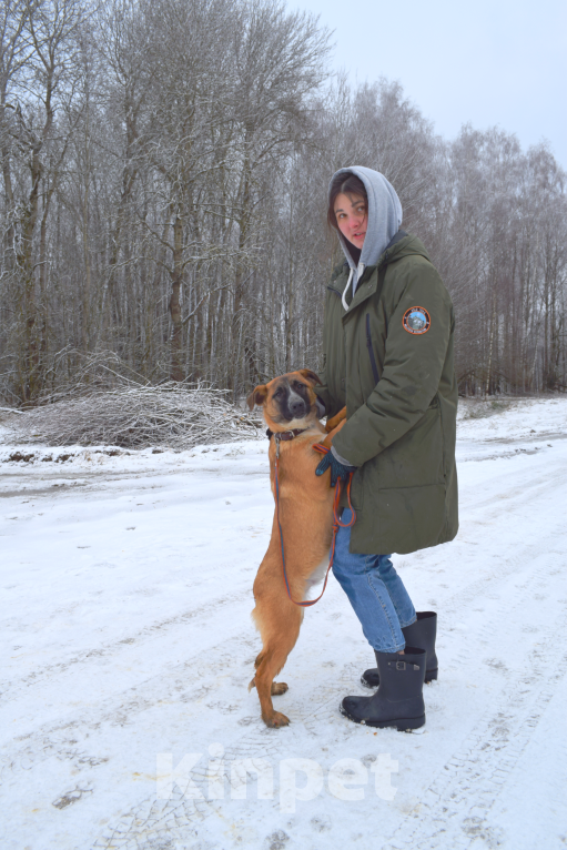 Собаки в Москве: Щенок-подросток, 6 месяцев в добрые руки! Мальчик, Бесплатно - фото 3