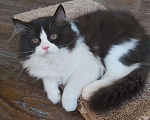 Кошки в Ступино: Шотландская прямоухая кошка (хайленд страйт)  Девочка, Бесплатно - фото 3