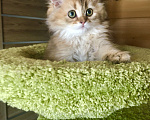 Кошки в Москве: Котик золотая шиншилла Мальчик, 35 000 руб. - фото 3