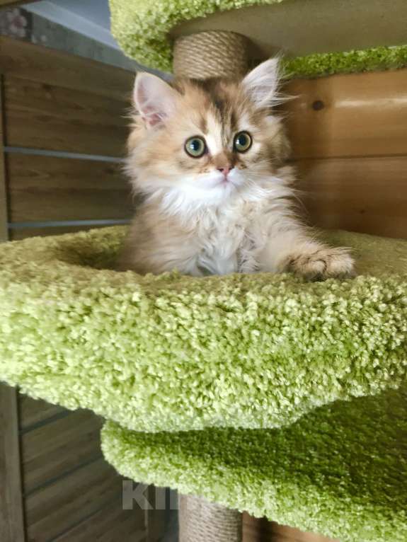 Кошки в Москве: Котик золотая шиншилла Мальчик, 35 000 руб. - фото 3