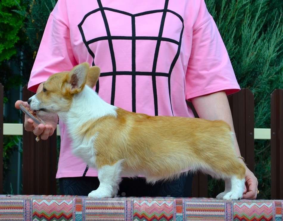 Собаки в Липецке: Липстар Алисия Лилу Девочка, Бесплатно - фото 4