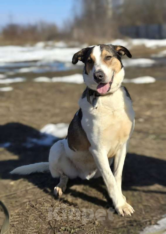 Собаки в Королеве: Обаятельный Дрейк ищет своего человека Мальчик, Бесплатно - фото 7