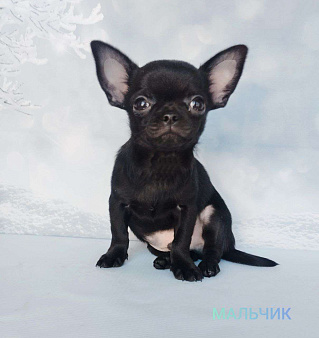 Мальчик  чихуахуа 