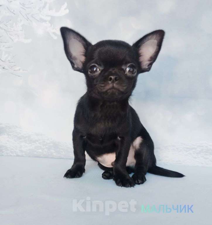 Собаки в Ногинске: Мальчик  чихуахуа  Мальчик, 40 000 руб. - фото 1