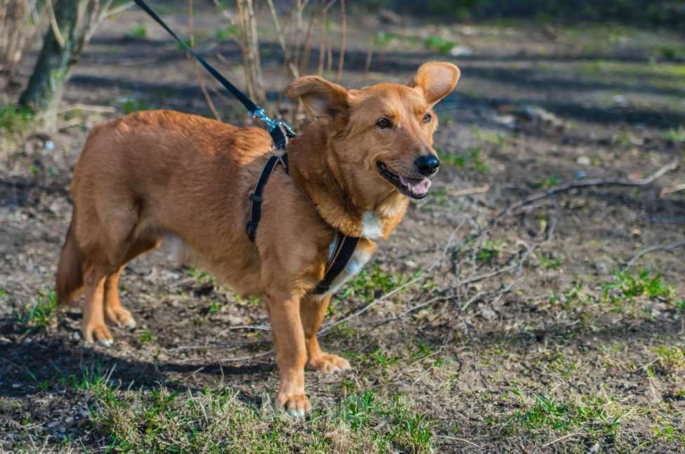 Собаки в Санкт-Петербурге: Красивый маленький воспитанный пёсик Мальчик, Бесплатно - фото 9