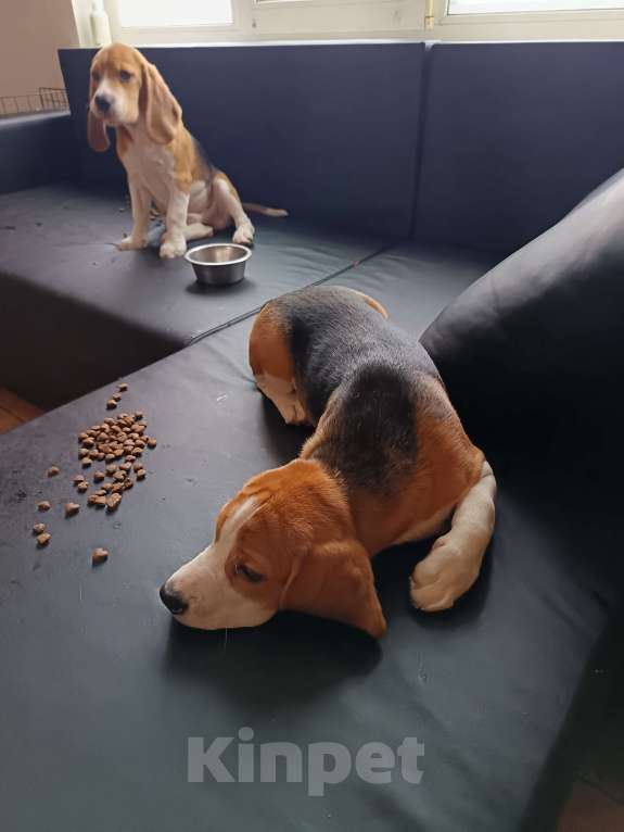 Собаки в Санкт-Петербурге: Щенки породы Бигль (документы РКФ) Мальчик, 50 000 руб. - фото 5