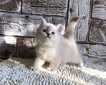 Кошки в Москве: продаются шотландские котята Девочка, 20 000 руб. - фото 3