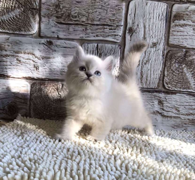 Кошки в Москве: продаются шотландские котята Девочка, 20 000 руб. - фото 3