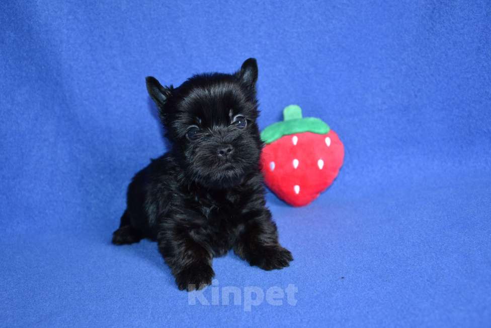 Собаки в Москве: Щенки цветного йорка- девочки  Девочка, 60 000 руб. - фото 3