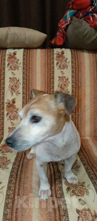 Собаки в других городах Московской области: Майли Девочка, Бесплатно - фото 3