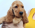 Собаки в Краснодаре: Английский кокер спаниель. Щенки Мальчик, 50 000 руб. - фото 1