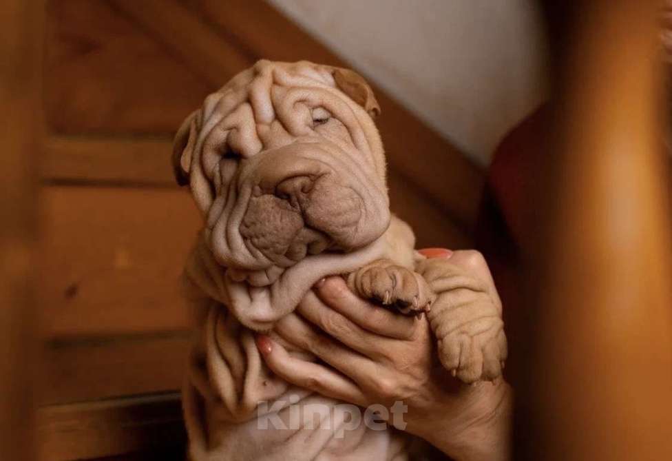 Собаки в Севастополе: Продажа щенков шарпея Разнополые, 40 000 руб. - фото 3