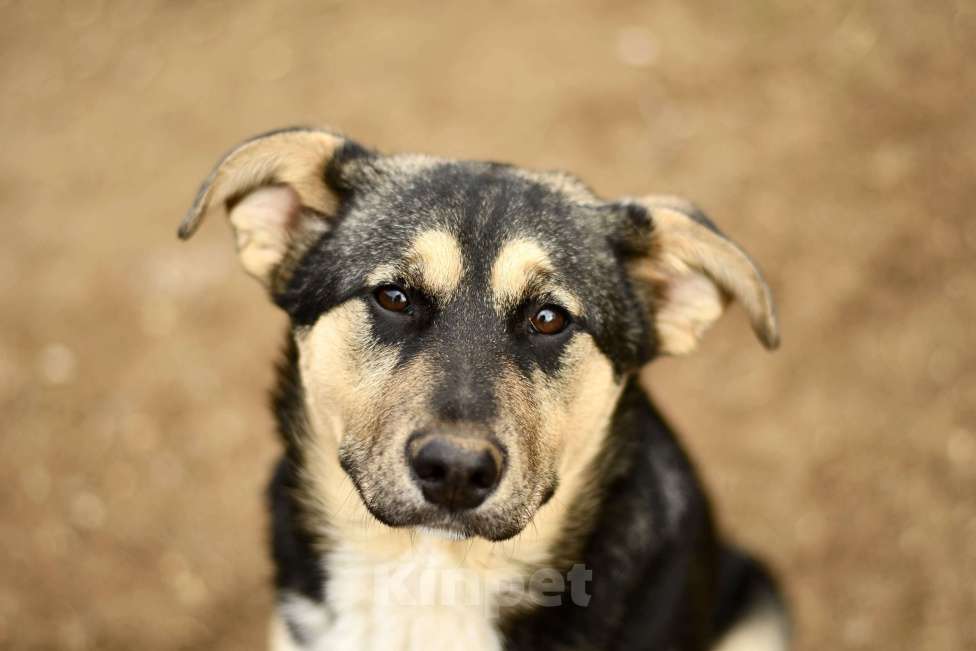 Собаки в Москве: щенок Ника ищет семью Девочка, Бесплатно - фото 1