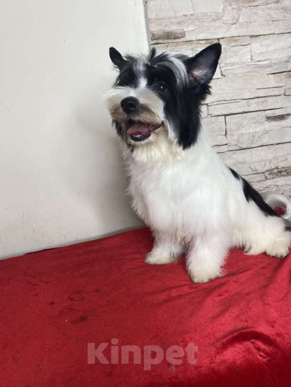 Собаки в Москве: Йветной Йорк мальчик Мальчик, 50 000 руб. - фото 4