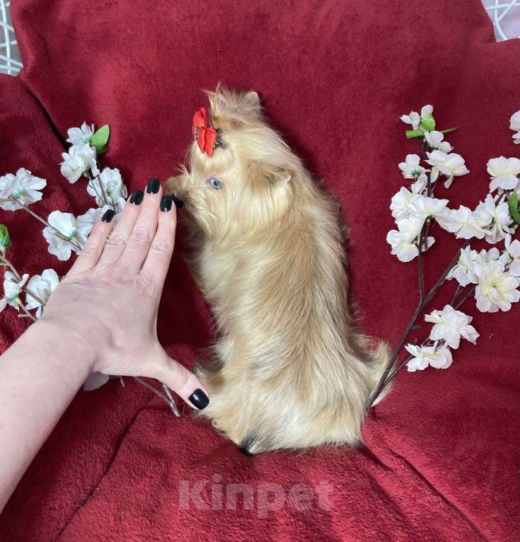 Собаки в Москве: Подрощенный йорк девочка мини голубоглазая Девочка, 100 000 руб. - фото 9