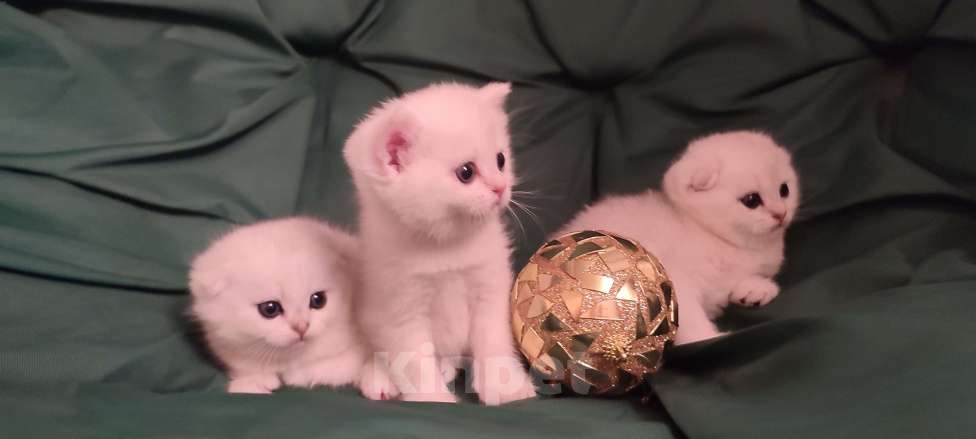 Кошки в Москве: Юлий Цезарь  Мальчик, Бесплатно - фото 3