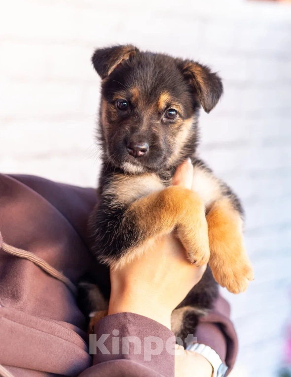 Собаки в Химках: Нюша и Плюша 🎀🎀 Девочка, Бесплатно - фото 2
