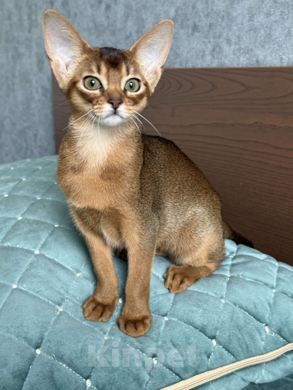 Кошки в Краснодаре: Абиссинский котенок дикого окраса  Девочка, 75 000 руб. - фото 2