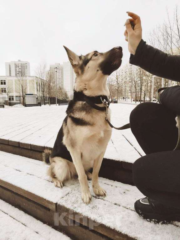 Собаки в Москве: Рокси очень нужен дом Девочка, Бесплатно - фото 9