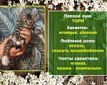 Кошки в Санкт-Петербурге: Игривая кошечка Тори Девочка, 1 руб. - фото 1