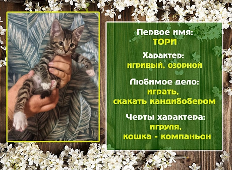 Объявление: Игривая кошечка Тори, 1 руб., Санкт-Петербург