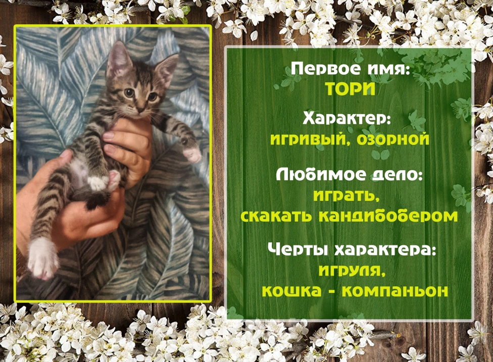Кошки в Санкт-Петербурге: Игривая кошечка Тори Девочка, 1 руб. - фото 1