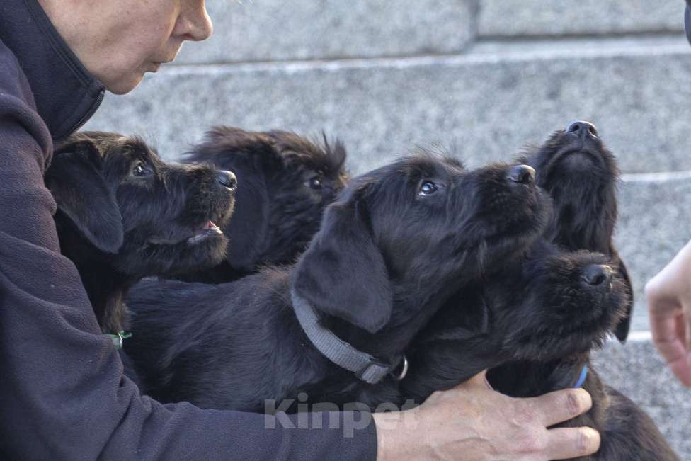 Собаки в Санкт-Петербурге: Щенок Сука ризеншнауцера. Девочка, 65 000 руб. - фото 3