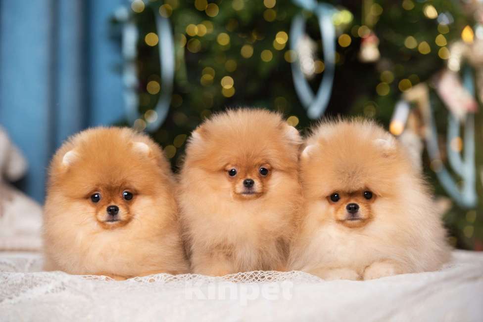 Собаки в Сосновом Бору: Миниатюрная девочка Жаклин ( РКФ) Девочка, 120 000 руб. - фото 4