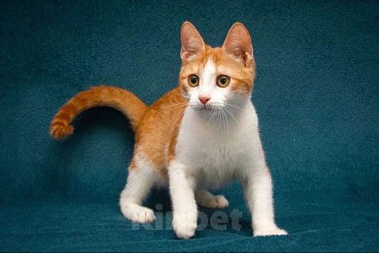 Кошки в Москве: Персиковое чудо Китти, милый, нежный котенок в добрые руки Девочка, 10 руб. - фото 3