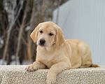 Собаки в других городах Липецкой области: Щенок лабрадора Холлабвууд'с Пэймес Леди Девочка, 60 000 руб. - фото 3