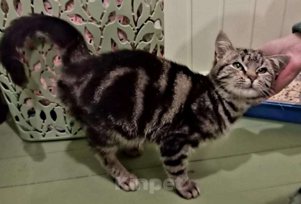 Кошки в Санкт-Петербурге: Шикарный котёнок ищет дом. Мальчик, Бесплатно - фото 4
