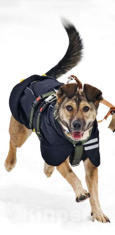 Собаки в Москве: Машутка ищет дом Девочка, Бесплатно - фото 5