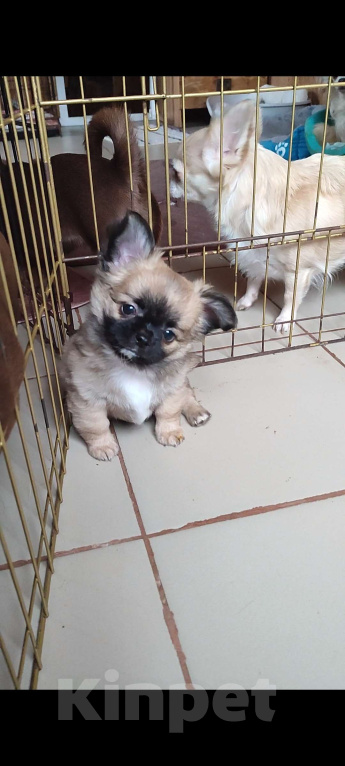 Собаки в других городах Калужской области: Шикарный мальчик чихуахуа Мальчик, 50 000 руб. - фото 3