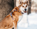 Собаки в Москве: Метис лайки в добрые руки Мальчик, Бесплатно - фото 8