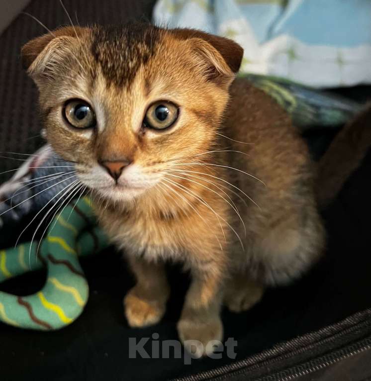 Кошки в Всеволожске: Шотландский вислоухий короткошёрстный котёнок Девочка, 10 000 руб. - фото 2