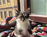 Кошки в Москве: Веселая Мазурка. Котенок 2,5 мес в добрые руки. Девочка, Бесплатно - фото 5