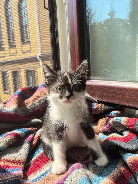 Кошки в Москве: Веселая Мазурка. Котенок 2,5 мес в добрые руки. Девочка, Бесплатно - фото 5